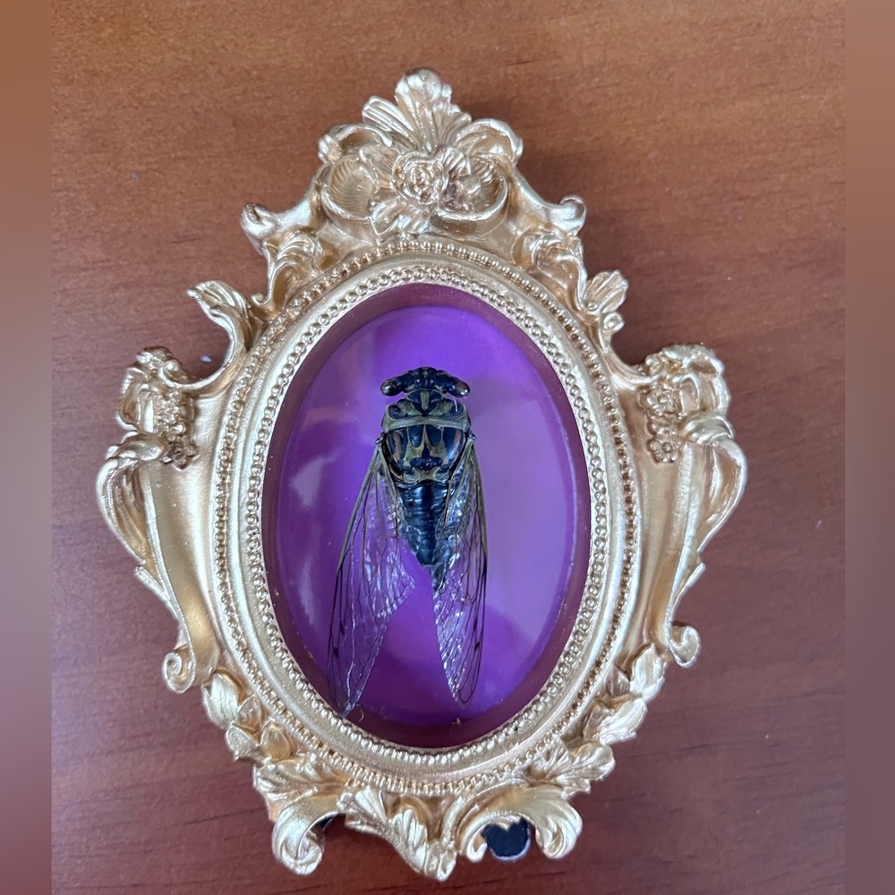 Framed Cicada bug art